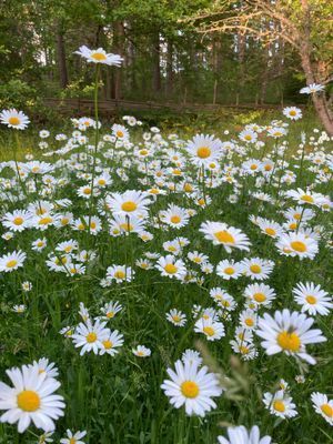 Röd stuga i Småland m egen brygga och roddbåt - Bild 21