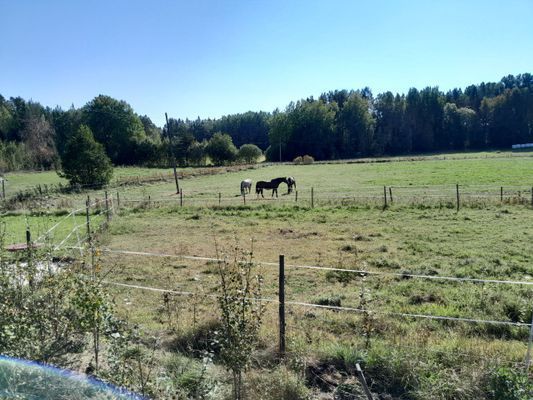 Lugnt och stilla ställe med hästar runtomkring