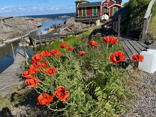 Litet hus på Landsort uthyres - Bild 20