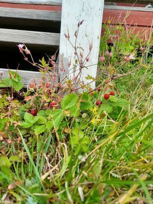 Stuga på sjötomt vid Hjälmaren - Bild 20