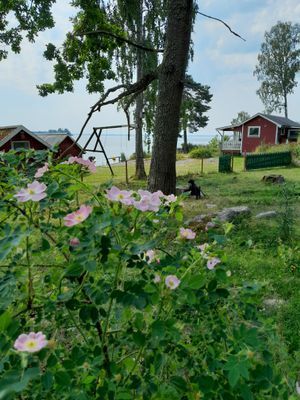 Stuga på sjötomt vid Hjälmaren - Bild 17