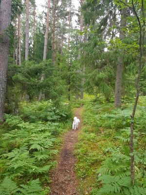 Härliga promenadstigar alldeles runt knuten!