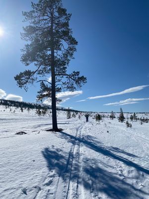 Härlig längdskidåkning från stugan på Näsfjället