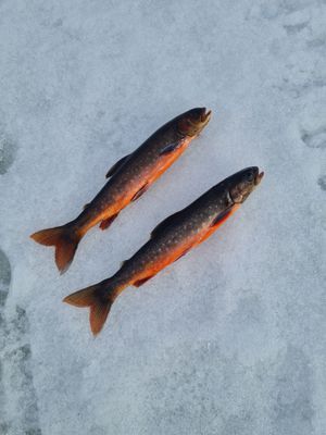 Bild 3 på Stuga i Högvålen, Sveriges högst belägna by