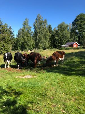 Hyr denna stuga i Varnum på 28 m². 2 sängplatser. Från 3 800 kr per vecka. Se bilder och tillgänglighet här.