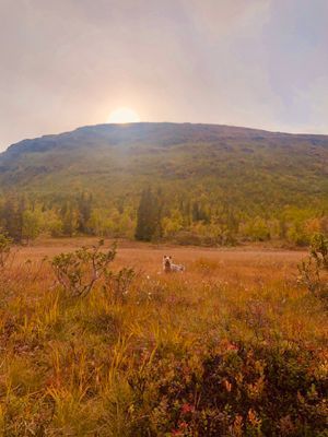 Fjället ovanför stugan