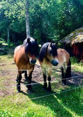 Småländsk idyll i gårdsmiljö - Bild 10