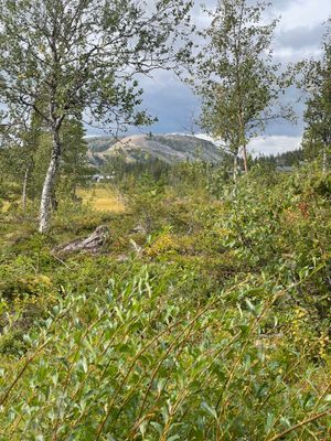 Genuin fjällstuga på Vemdalsskalet - Bild 8