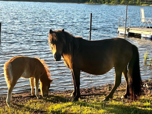 Stuga med strandtomt o söta ponnyer på gården - Bild 6