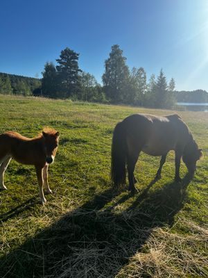 Stuga med strandtomt o söta ponnyer på gården - Bild 54