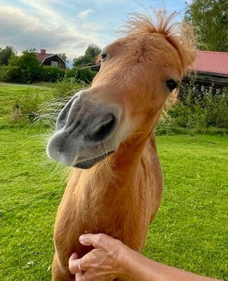 Stuga med strandtomt o söta ponnyer på gården - Bild 34