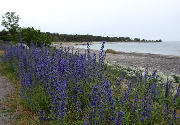 Byxelkroks badstrand med Blåeld i förgrunden