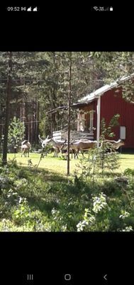 Sommarstuga - Bild 9