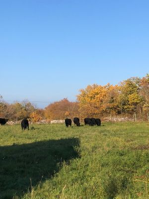 Strandnära gård i Byxelkrok - Bild 17