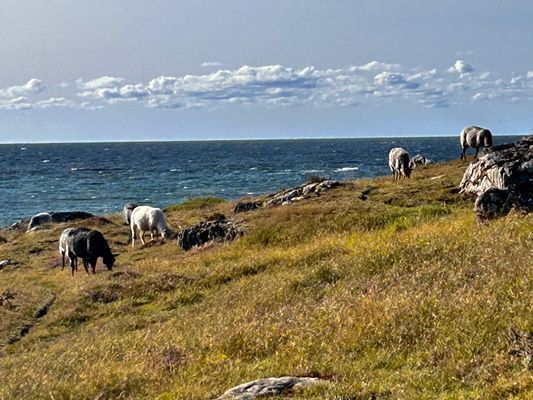 Trivsamt fritidshus nära havet. - Bild 18