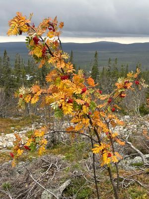 Fjällstuga toppläge, Sångbäcksvallen/Klövsjö - Bild 19