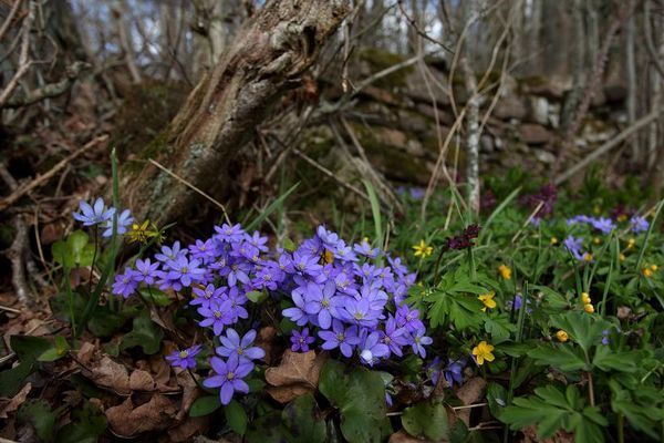 Visste du att det finns 45 naturreservat i Mörbylånga kommun? Välkommen att besöka dem!