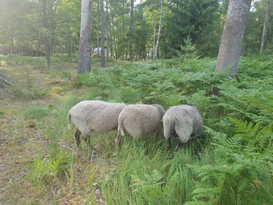 Mysig stor Villa med egen brygga vid sjö och natur - Bild 40