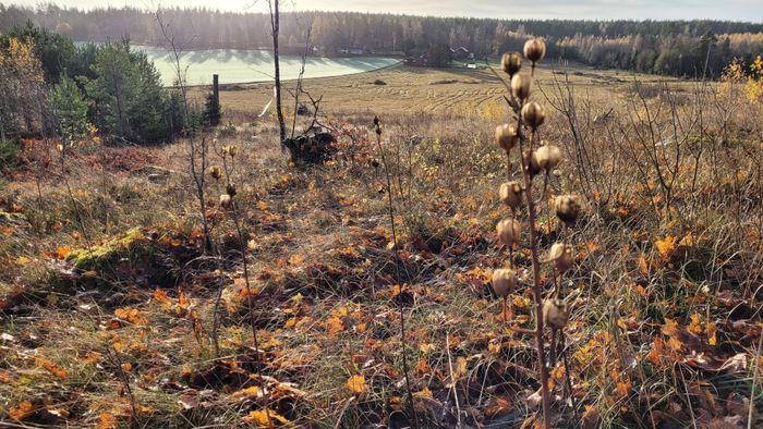 Stuga i Kolmården - Bild 15