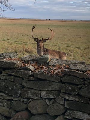 Hjortar vid Ölands sydspets, intill fyren Långe Jan.