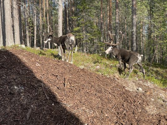 Renar finns det gott om i området