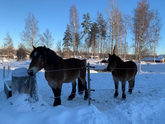 Cozy cabin in the heart of Dalarna - Bild 37