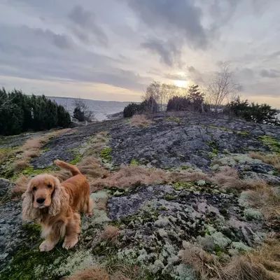 Skärgårdshus vid havet med delvis havsutsikt - Bild 51