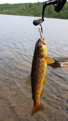 Fina fiskevatten finns i direkt närhet till stugan