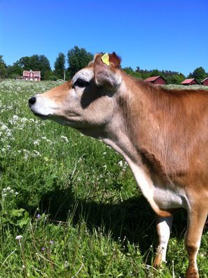 Röd stuga i Småland m egen brygga och roddbåt - Bild 22