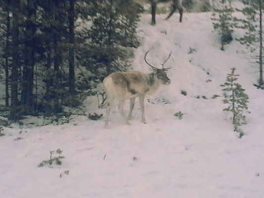 Mysig stuga i Tänndalen, mitt i skidbacken! - Bild 22