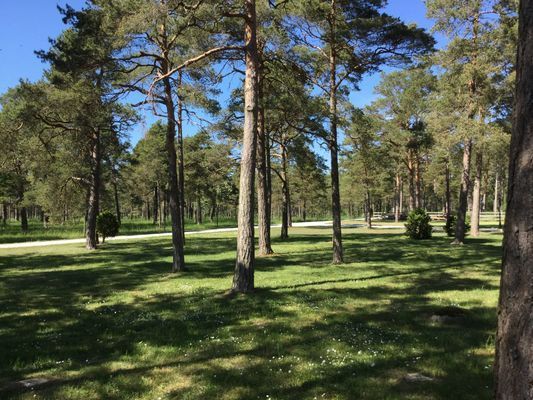 Skog bakom fastigheten, fint promenadstråk