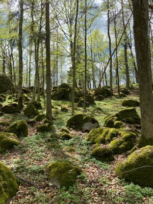 Mysig stuga i Blekinges vackra skärgård - Bild 16