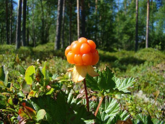 Det finns hjortron på myrarna i trakten