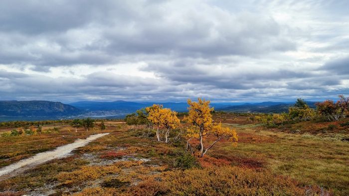 Höstbild nedanför skarvfjällen vid Ellis stugan, platsen nås enkelt via grusväg från stugområdet.