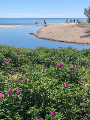 Charmig cottage invid allt det bästa på Österlen - Bild 20