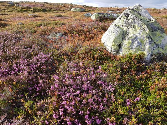 Nybyggd fjällstuga i Grövelsjön - Bild 35