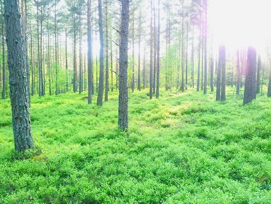 Naturskön stuga i avkopplande miljö - Bild 10