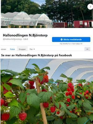 Plocka hallon och jordgubbar i Norra Björstorp 25 min