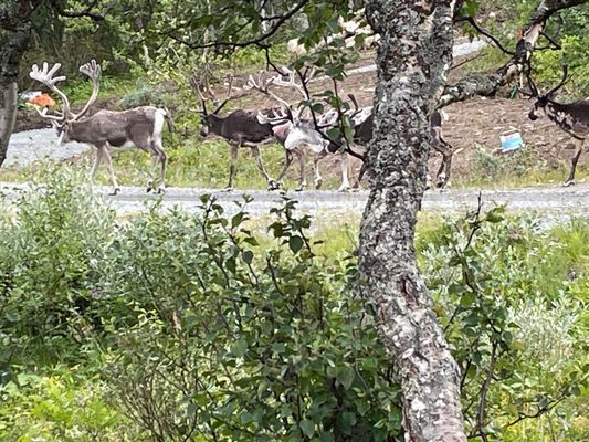 Renarna är ett vanligt inslag runt stugan