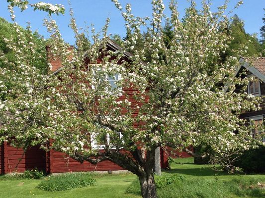 Modernt boende i timmerstuga från 1800-talet - Bild 4