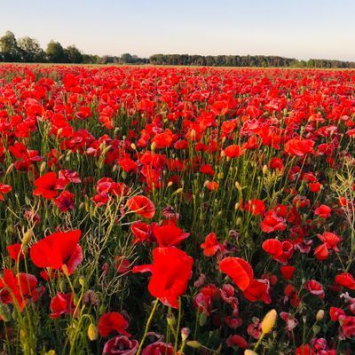 Kalkstenshus - nära havet och bistro - Bild 82