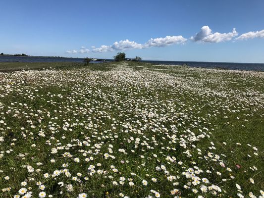 Fritidshus med unikt läge vid Kalmarsund - Bild 19