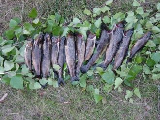 Harsa vid Harsasjön - Bild 11