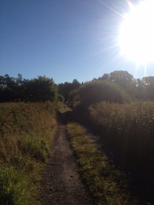 Sjönära stuga med veranda i kvällssol - Bild 20