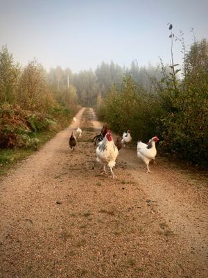 Några av våra flitiga tjejer + tuppen Wesley.