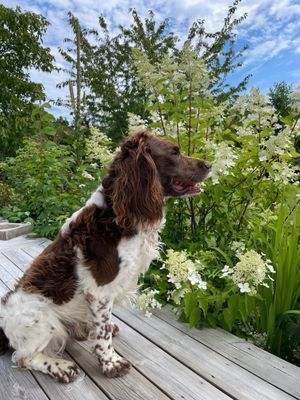 Mysig stuga vid Sandbybadet Löttorp - Bild 22