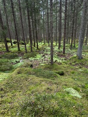 Nära till natur och återhämtning