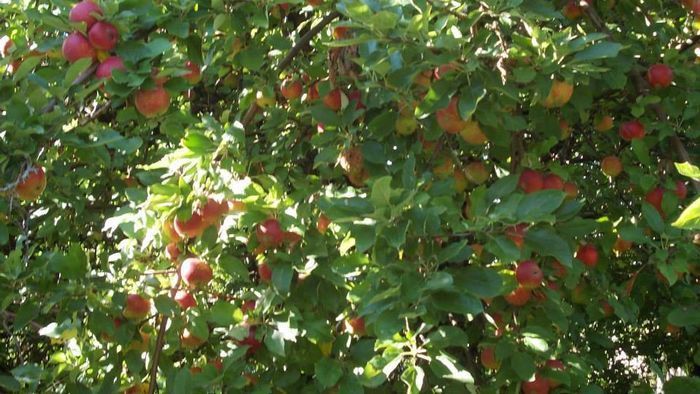 Yogi Wellness Gästhus med Jacuzzi - Bild 33