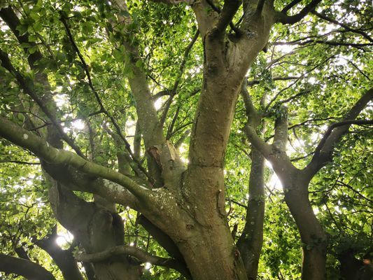 Yogi Wellness Gästhus med Jacuzzi - Bild 29