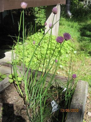 Gräslök till matjessillen